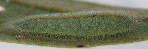 Larvae